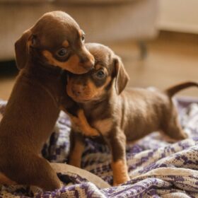Apartmanda En Uygun Köpek Irkları arasından seçilebilecek küçük ırklar aşağıda bulunmakta